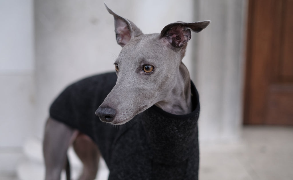 A whippets instinct; why do whippets chase