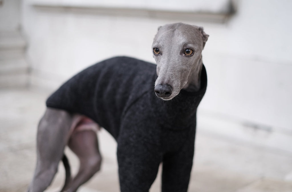 How to stop your whippet from chasing