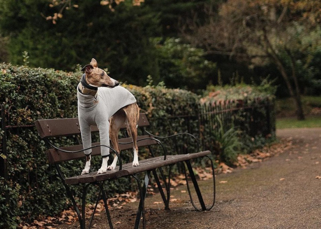 The Best Tried and Tested Sighthound Essentials