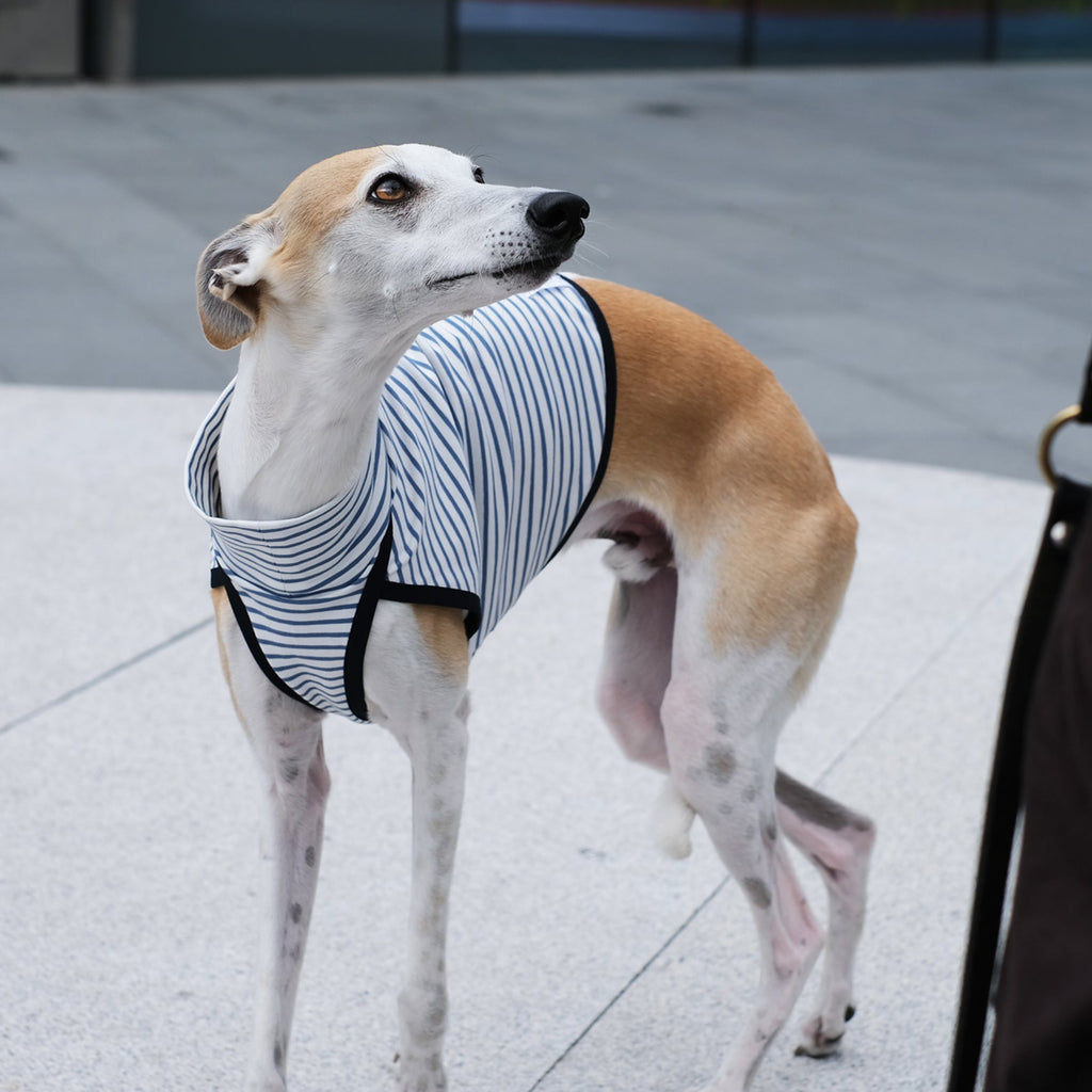 whippet wearing a striped jumper standing on a pavement