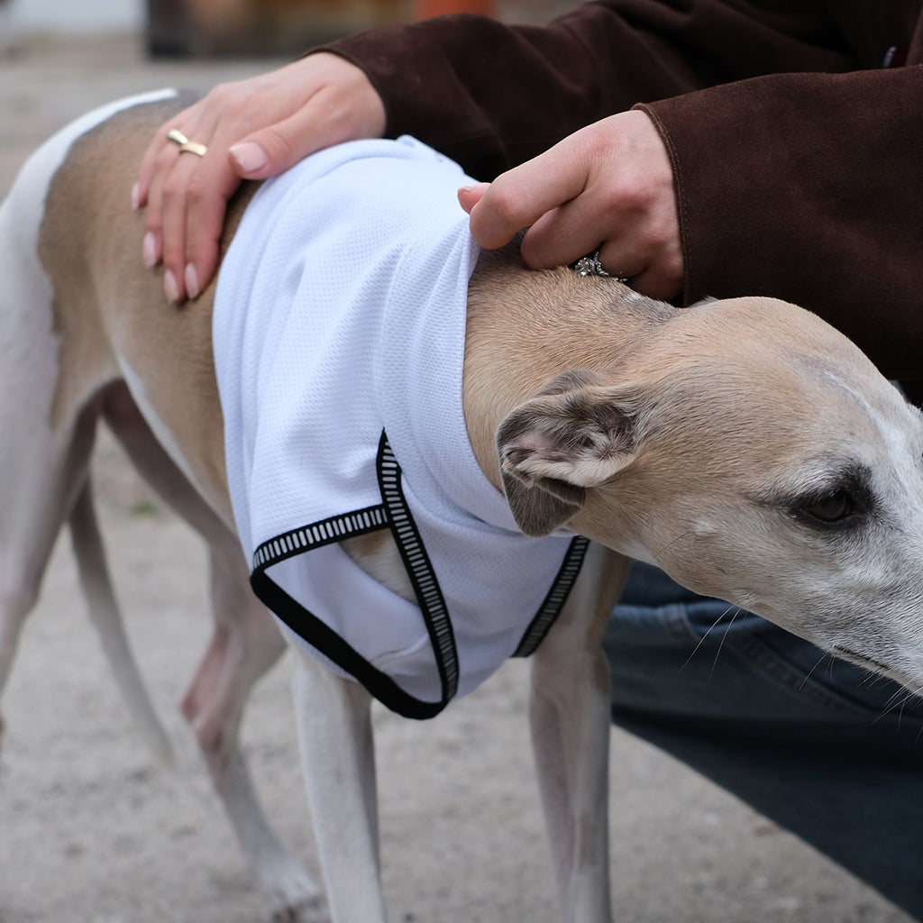 whippet wearing a safety vest