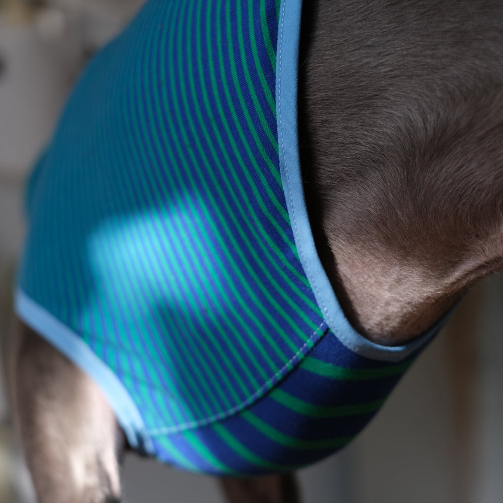 whippet wearing a blue and green striped shirt with a blurred background
