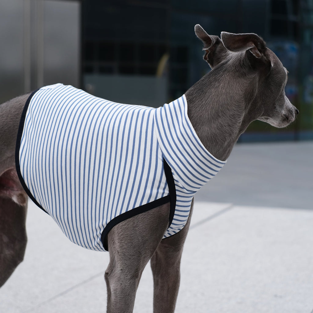 whippet wearing a striped jumper