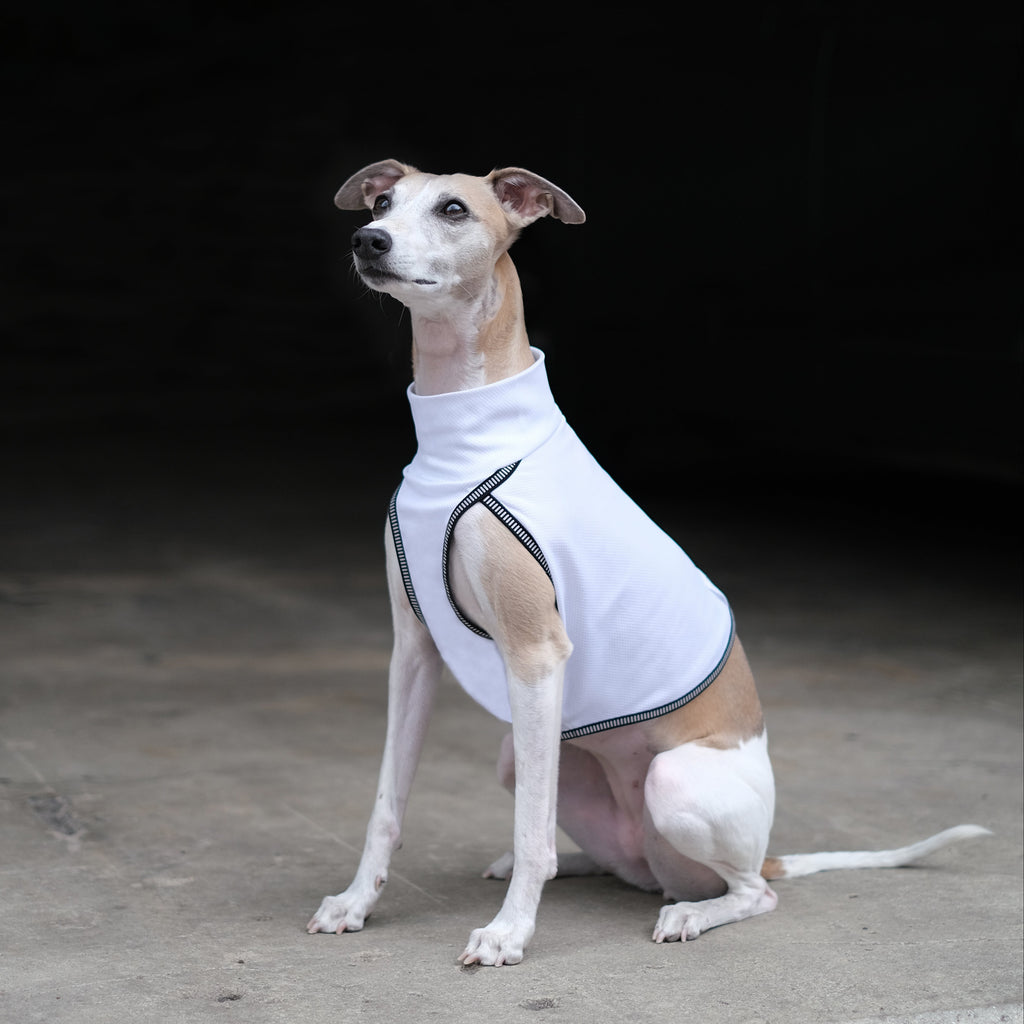 whippet  wearing a white vest sitting on a concrete surface with a dark background