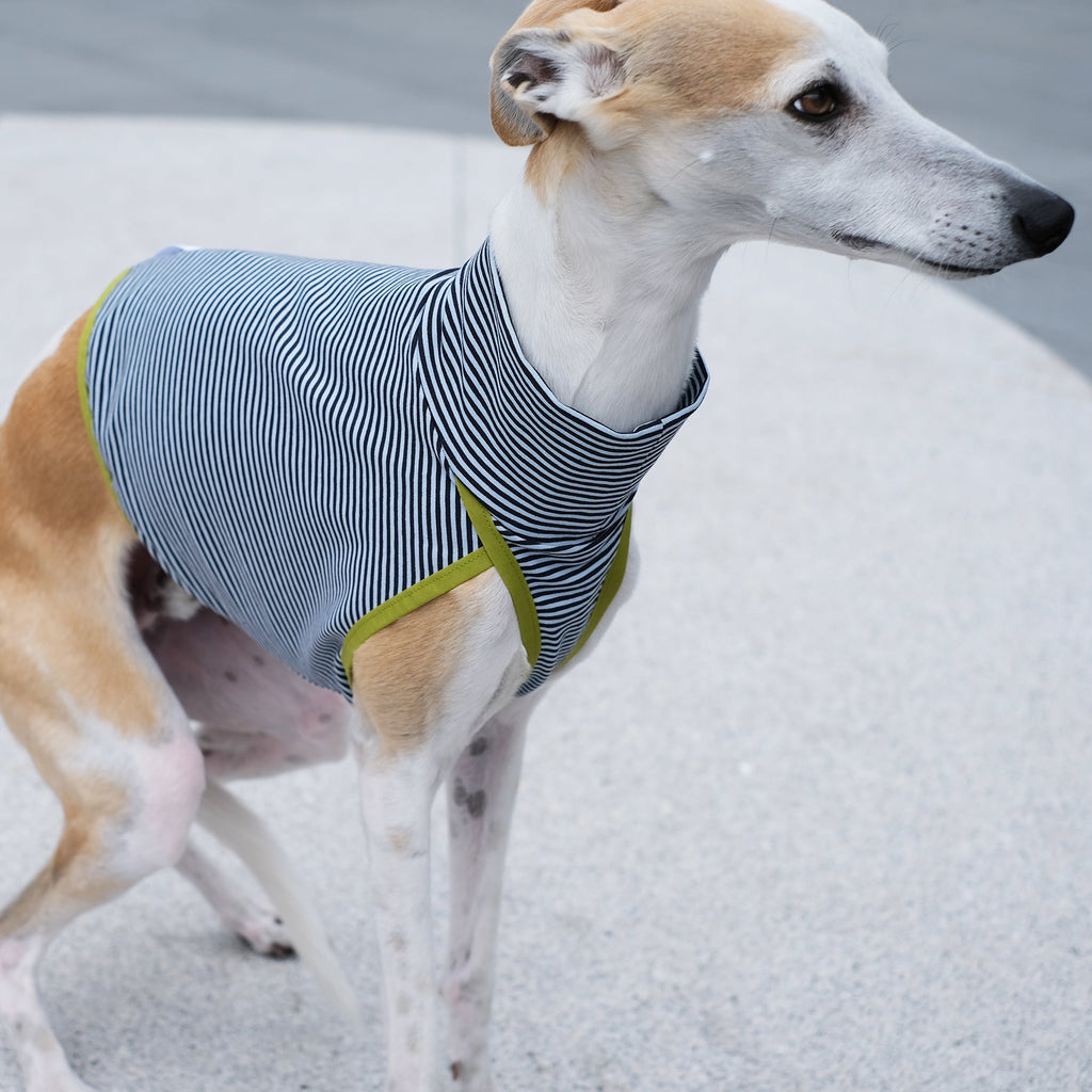 whippet wearing a striped sweater on concrete