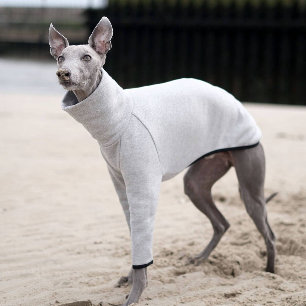 A blue whippet wearing a grey whippet jumper