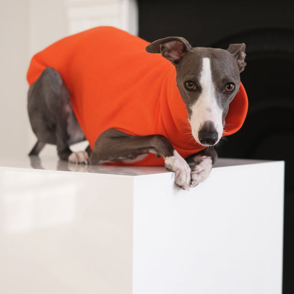 Orange Cotton Whippet Jumper - Wren - Occam
