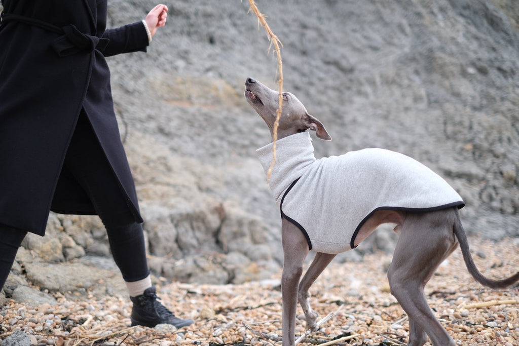 A guide to Whippet and Italian Greyhound coats