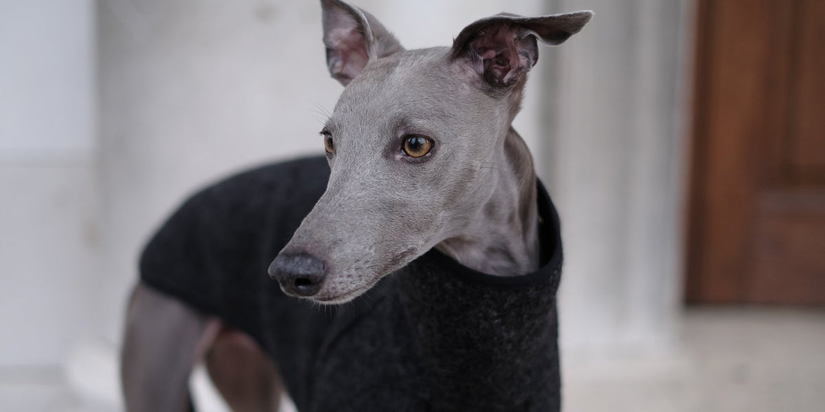 a-whippets-instinct-why-do-