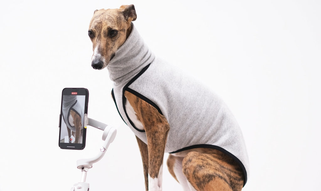 Pyjama pour whippet deals