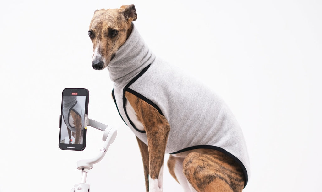 Best Coat For Your Whippet
