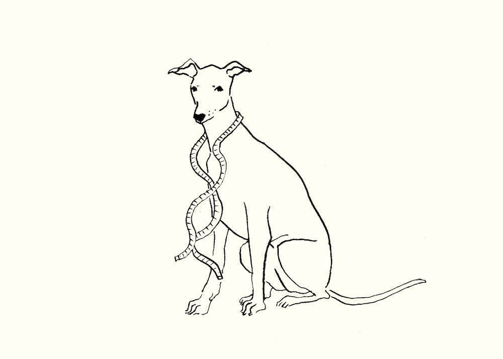 How to measure your whippet using the Occam coat size guide