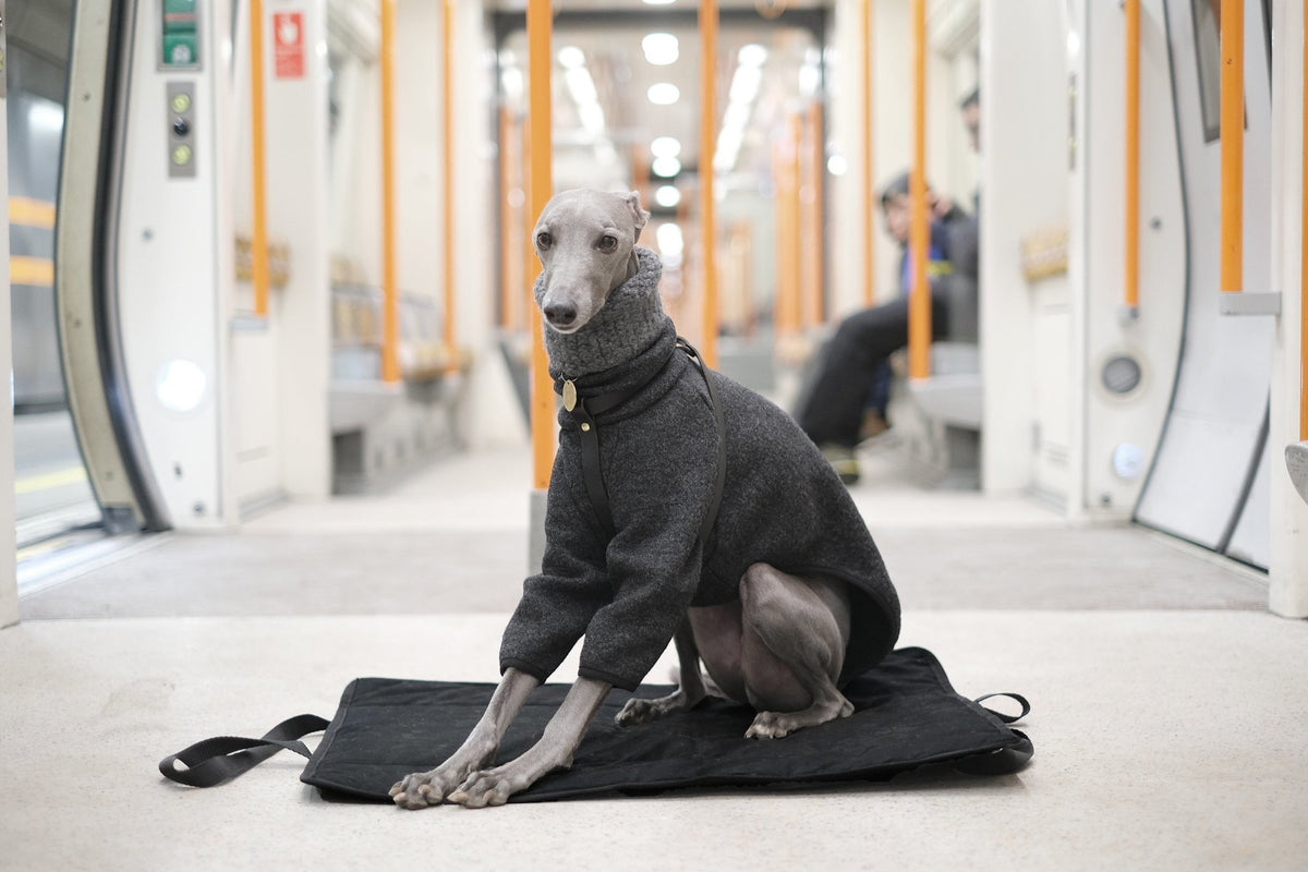 Teaching your dog to settle on a settle mat Occam