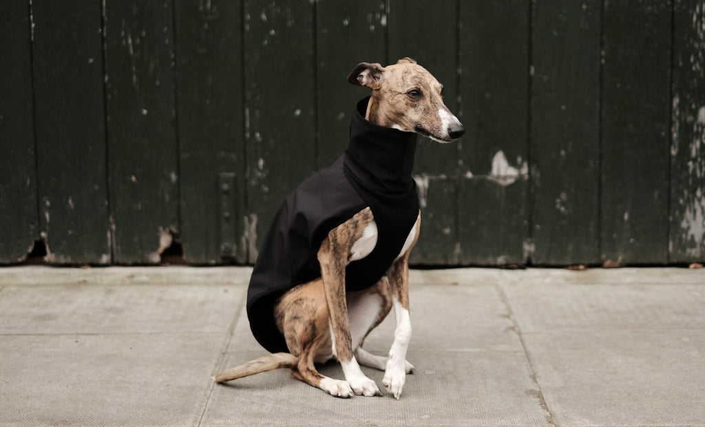 The Best Whippet Coat For You
