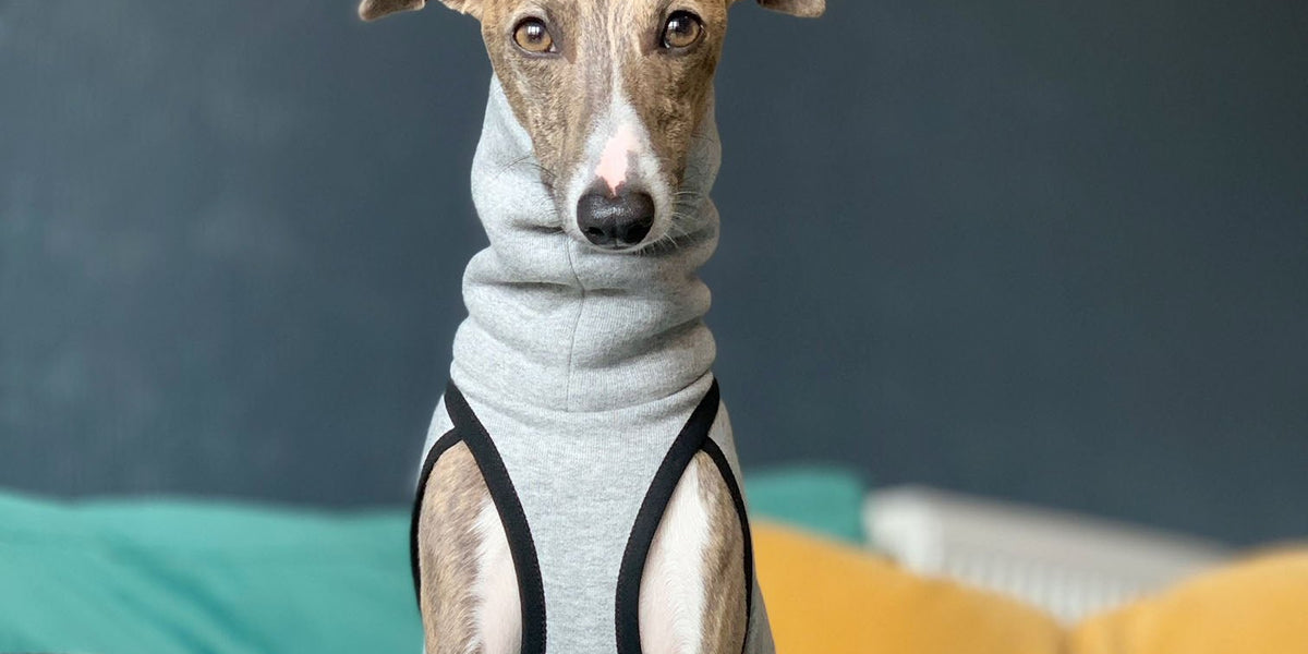 whippet coats for all seasons and activities – Occam