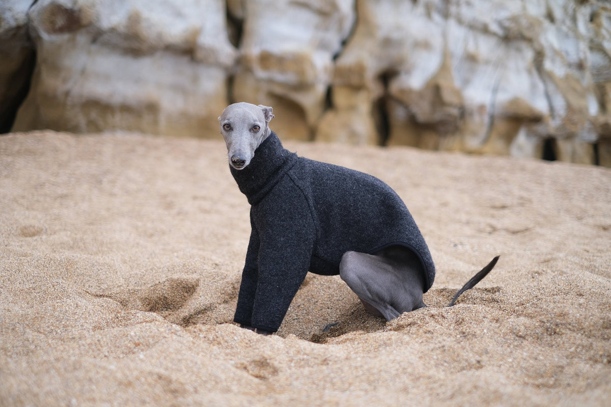 Why Whippets Need Coats A Comprehensive Guide to Keeping Your whippet