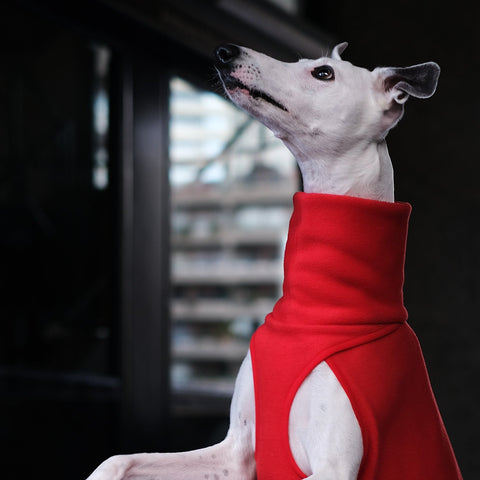 whippet wearing a red coat