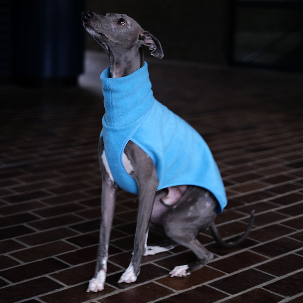 A spotty whippet wearing a baby blue fleece