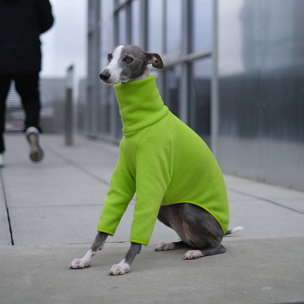 whippet wearing a bright green sweater standing on a sidewalk with a building in the background.