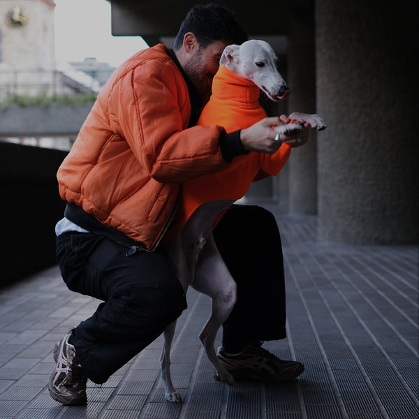 A fluro orange whippet jumper with long legs