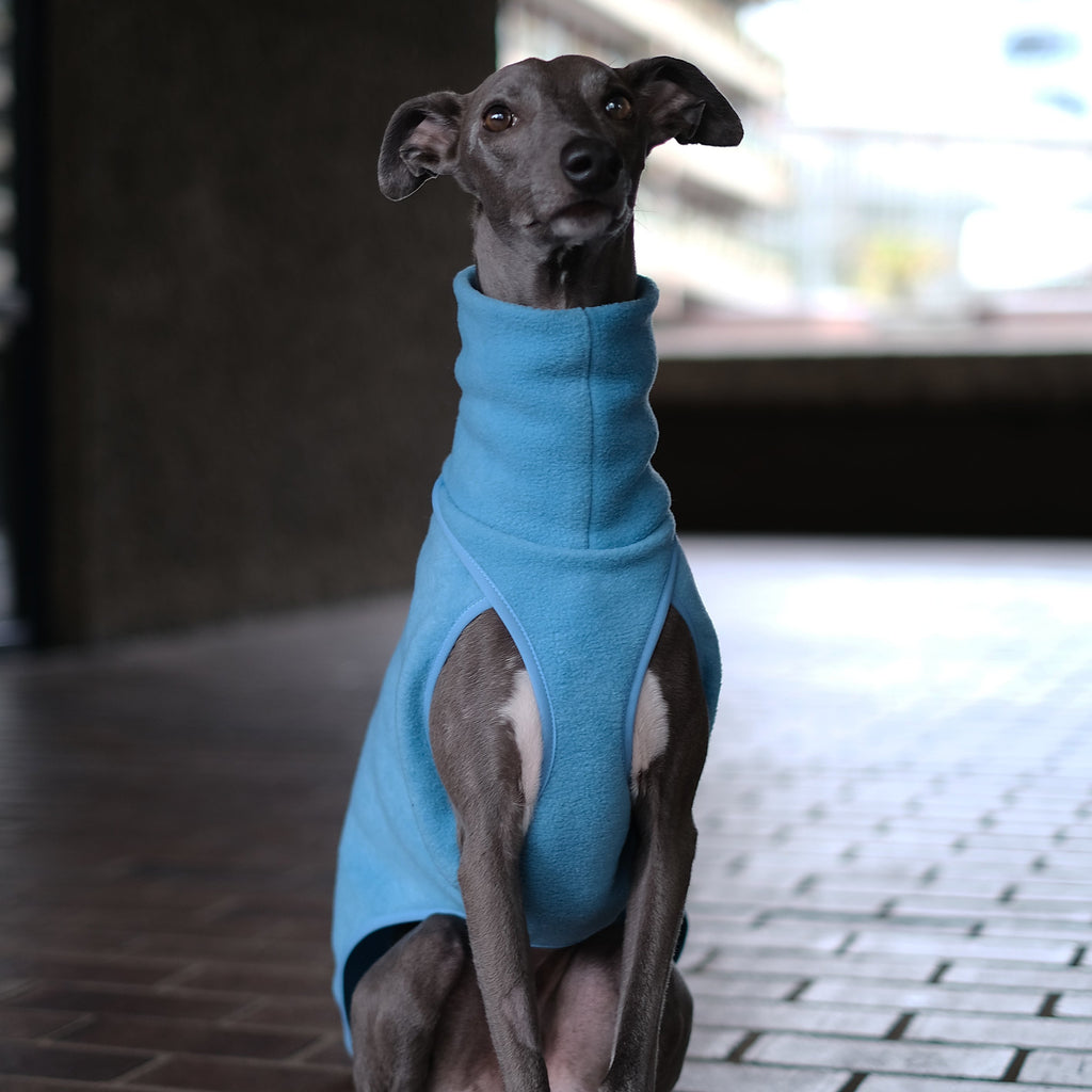 Whippet wearing a blue fleece jumper standing on a pavement