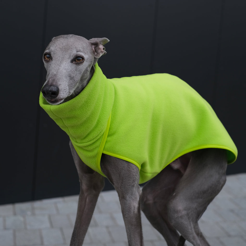 a whippet called Seymour wearing a bright fleece