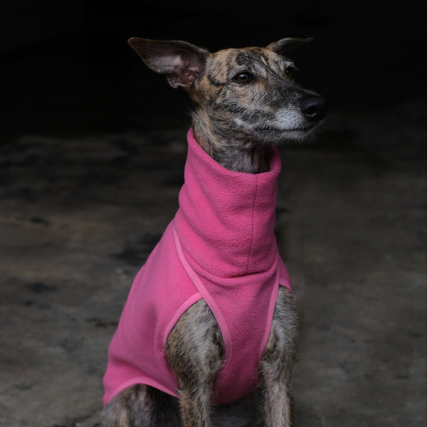 whippet wearing a pink jumper sitting 