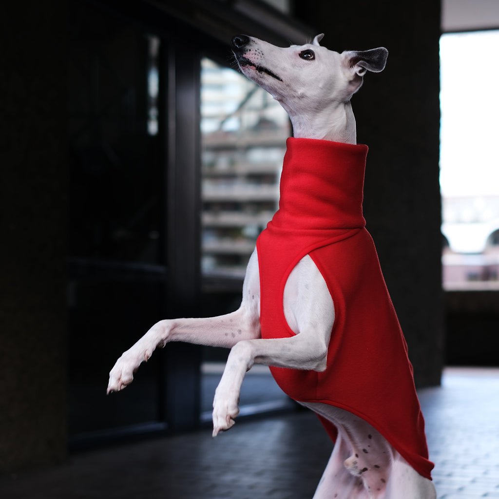 whippet wearing a red jumper
