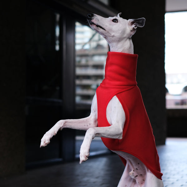 whippet wearing a red jumper