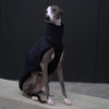 whippet wearing a navy waterproof coat standing on a concrete surface with a dark background