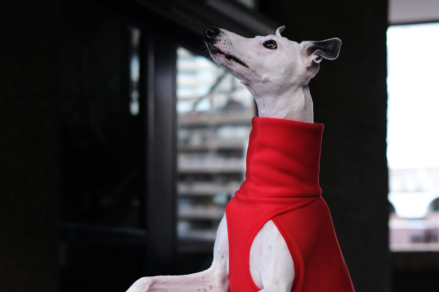 whippet wearing a red coat