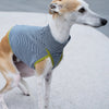 whippet wearing a striped sweater on concrete 