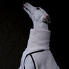 a whippet wearing a very soft jumper