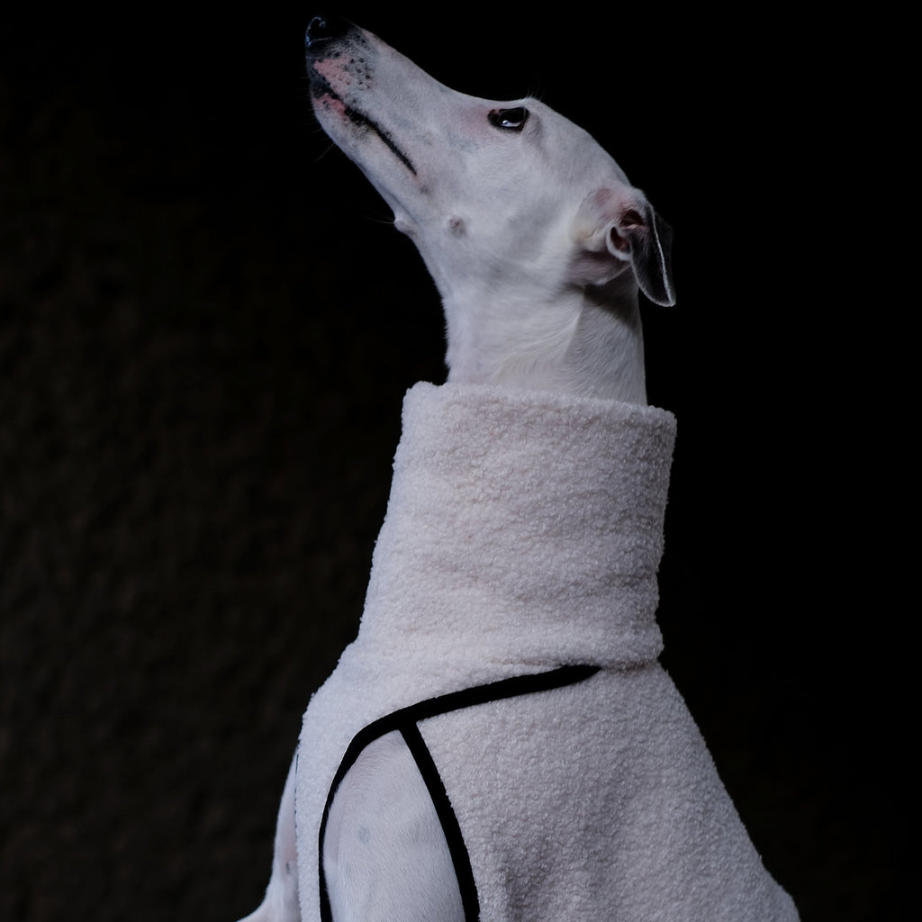 a whippet wearing a very soft jumper