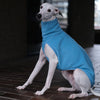 A white whippet wearing a baby blue fleece