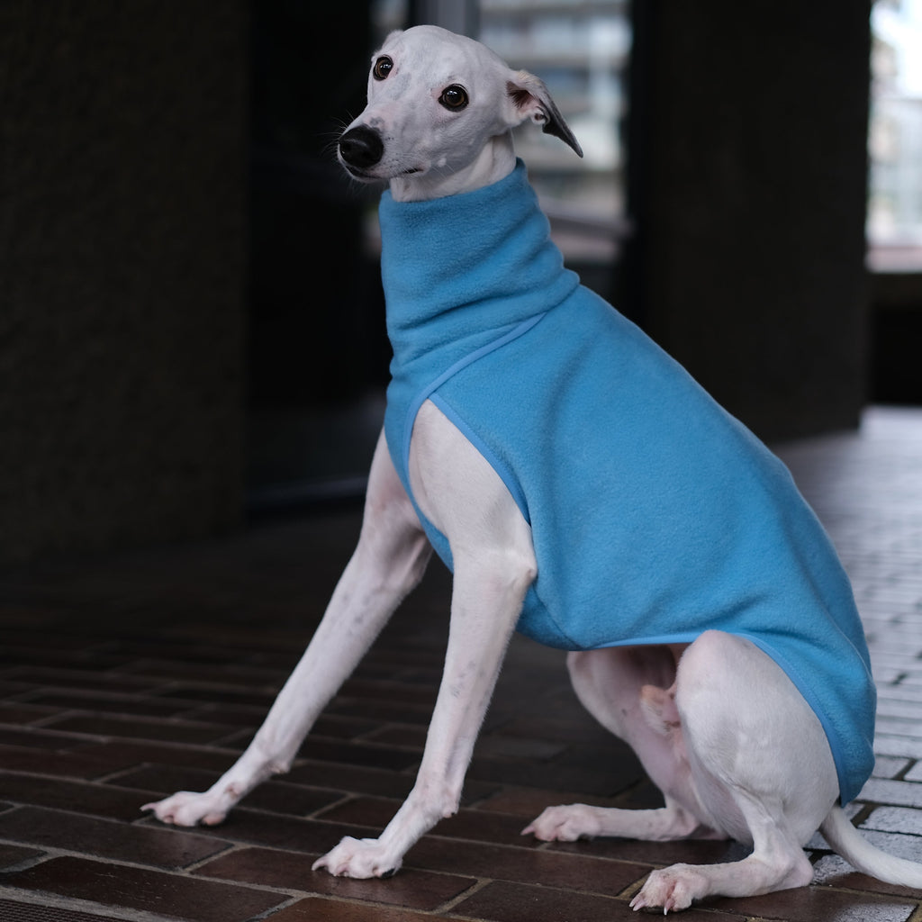 A white whippet wearing a baby blue fleece