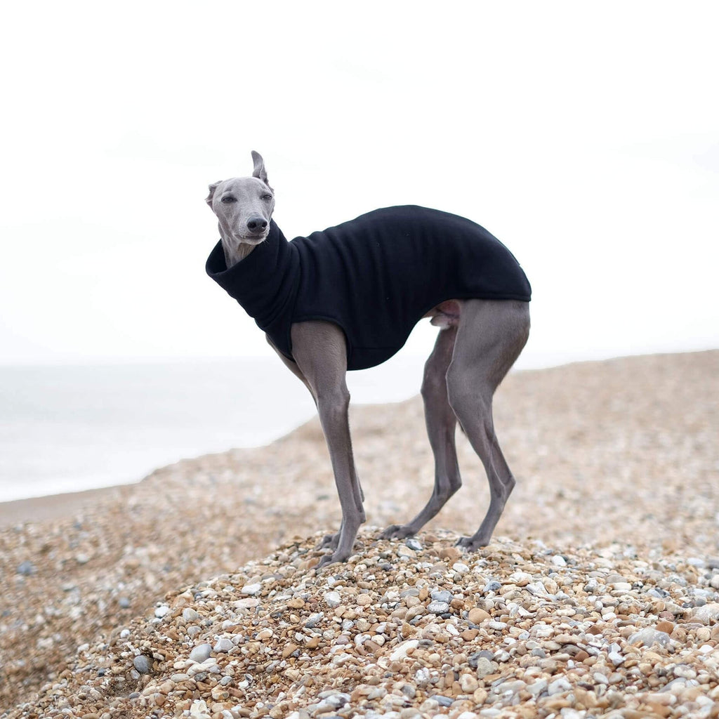 a whippet wearing a cotton jumper by the sea