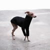 Black Italian Greyhound Jumper - Flint - Occam