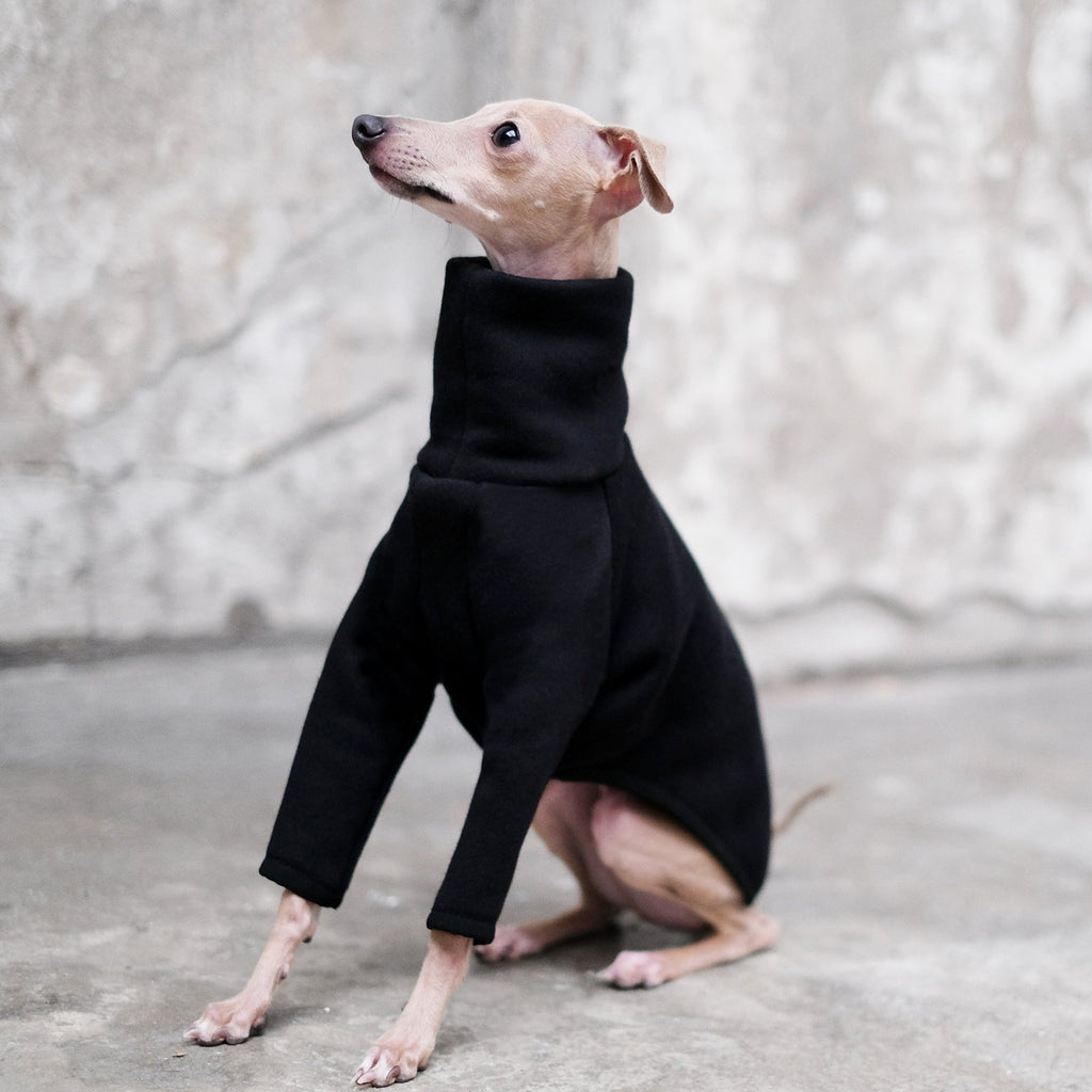 Black Italian Greyhound Jumper - Flint - Occam