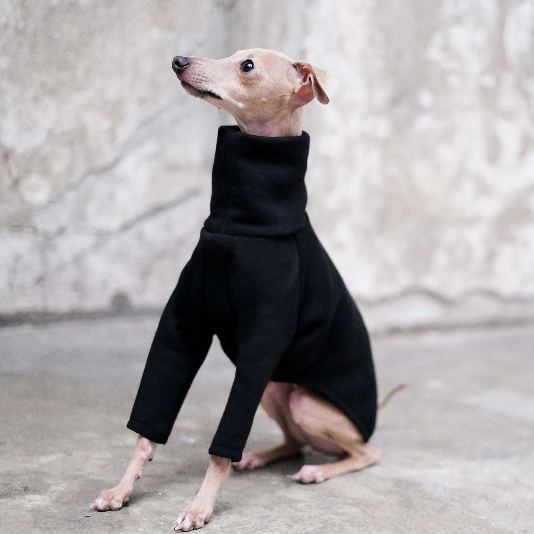 Browse our organic cotton italian greyhound jumper in black – Occam