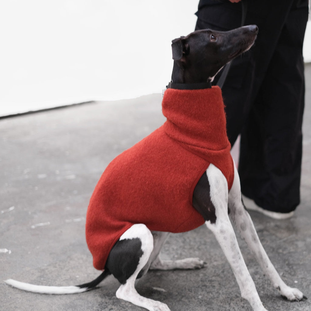 A black whippet wearing a wool whippet coat