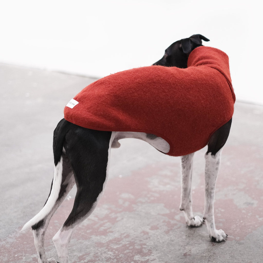 A wool whippet coat on a black and white whippet