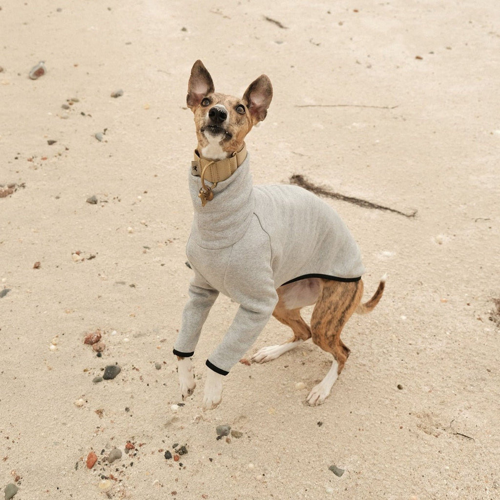 a brindle whipper wearing a whippet jumper made from grey organic cotton