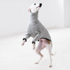 a white whippet wearing a grey whippet jumper
