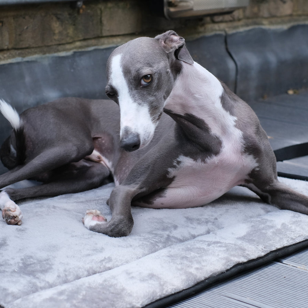 Dog Settle Mat - Sploot Mini - Occam