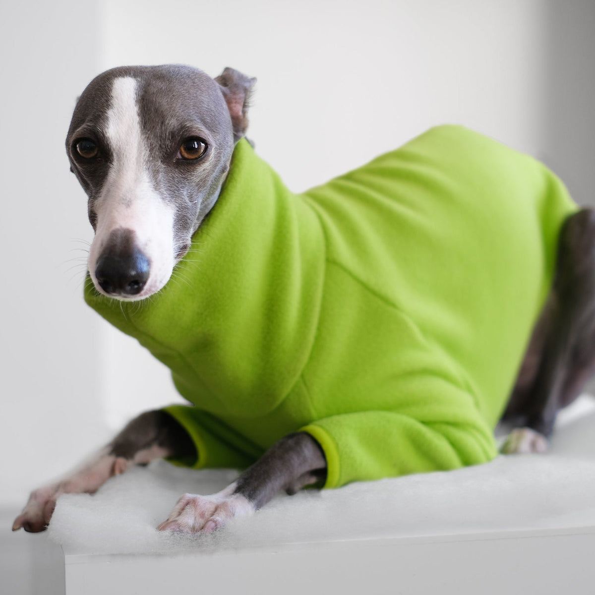 Whippet Dog Sweater Knitting Pattern For Greyhound Jumper Whippet