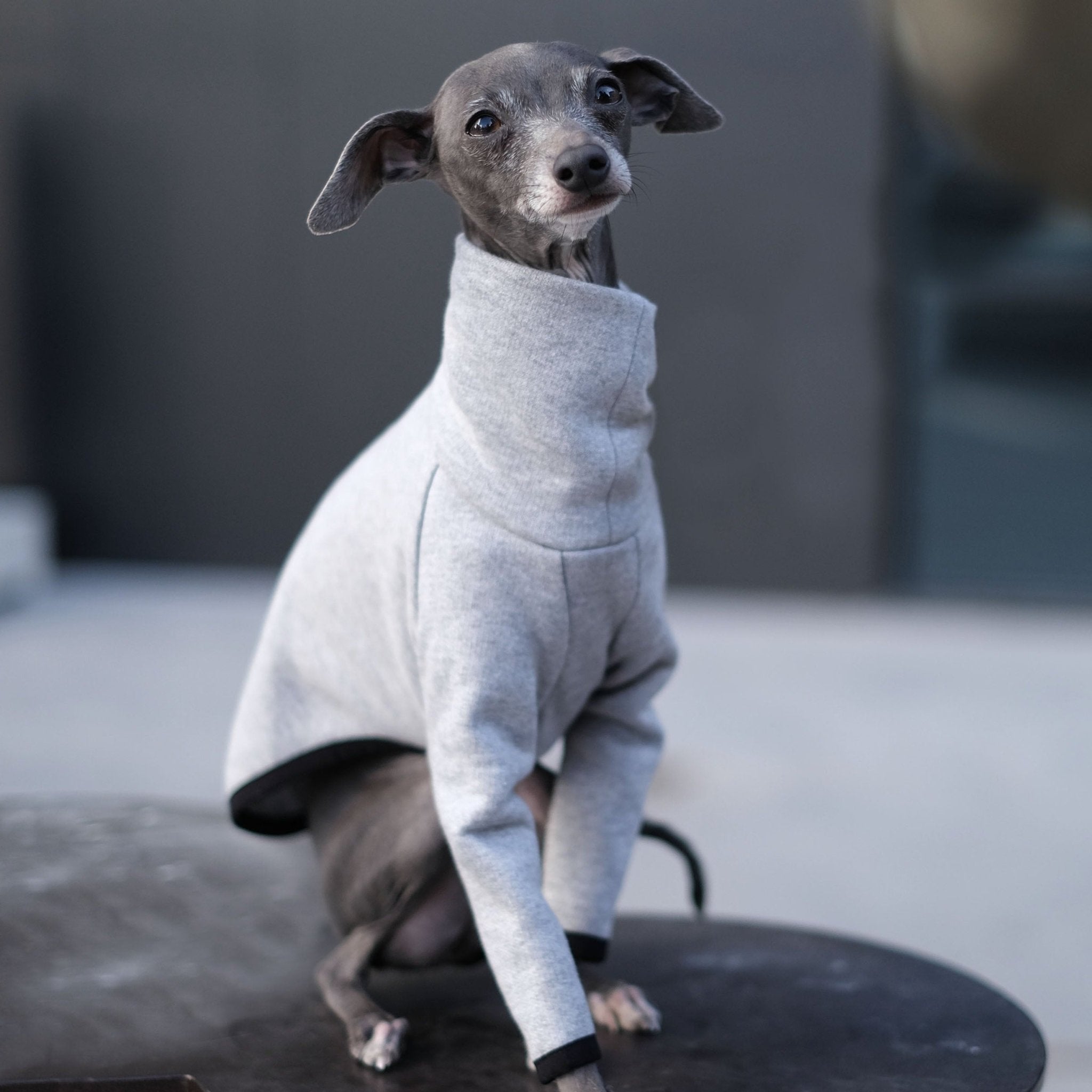 Whippet Coat, Sighthound Jumper Italian Greyhound Coat Whippet Puppy Jumper Whippet Clothes Sighthound Sweater(Brown, XS