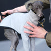Grey Italian Greyhound Jumper - Flint - Occam