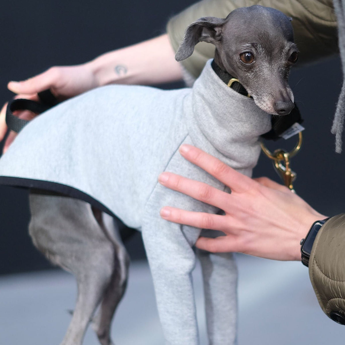 Grey Italian Greyhound Jumper Flint – Occam