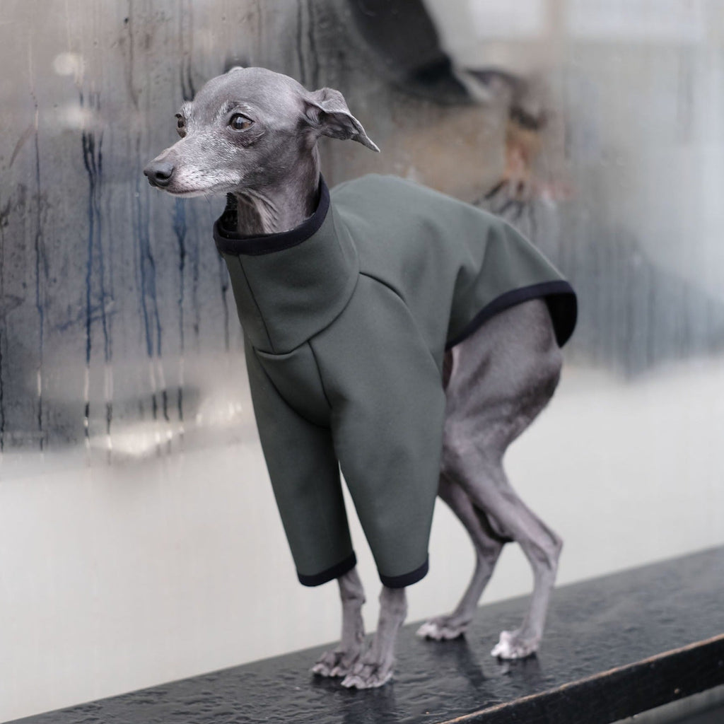 Italian Greyhound Waterproof Coat - Riley - Occam